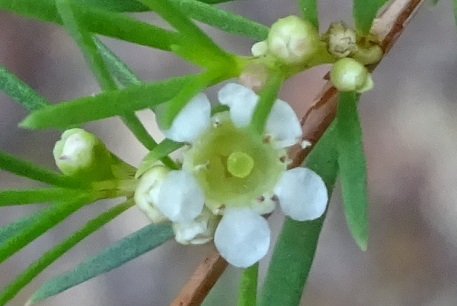 Baeckea frutescens — DSC06717 (15)