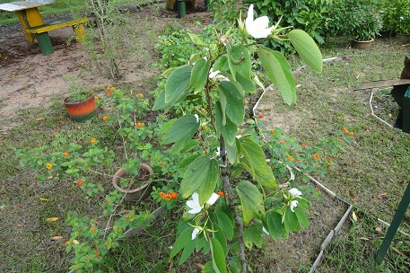 DSC06272 (11)