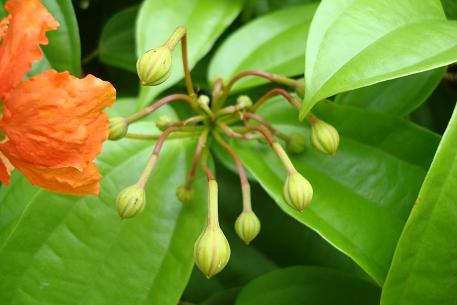 Bauhinia kockiana — DSC00768 (new)