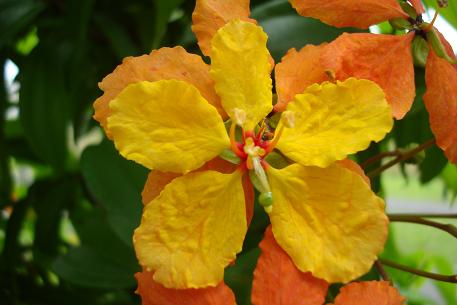 Bauhinia kockiana — DSC00769 (08)