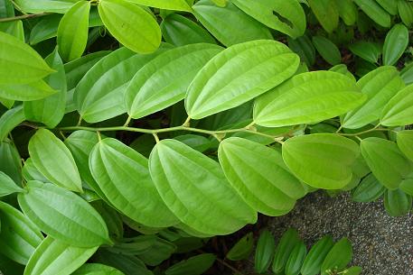 Bauhinia kockiana — DSC00770 (08)