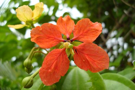 Bauhinia kockiana — DSC06647 (08)
