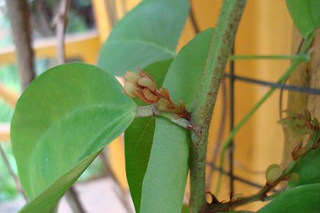 Bauhinia kockiana — DSC06649 (new)