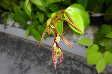 Bauhinia kockiana — DSC07634 (14)