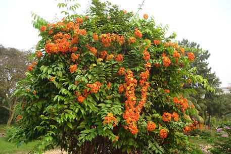 Bauhinia kockiana — DSC09107 (09)
