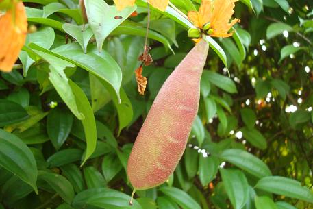 Bauhinia kockiana — DSC09109 (new)