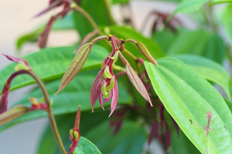 Bauhinia kockiana — P6100003 (17)