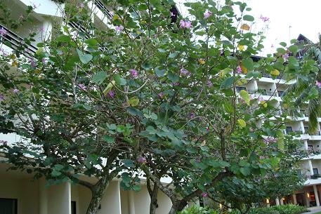 DSC00513 (07)