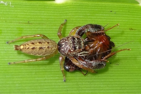 Bavia sexpunctata — DSC01919 (14)