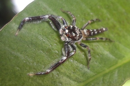 Bavia sexpunctata — DSC08278 (12)