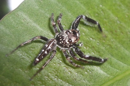 Bavia sexpunctata — DSC08279 (12)