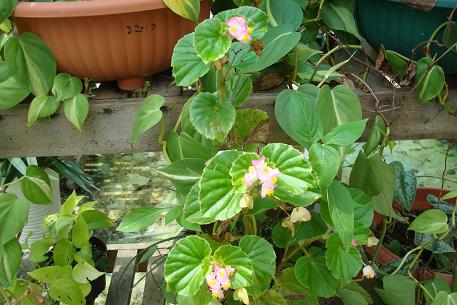 DSC00649 (new)