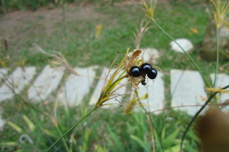 DSC01315 (11)