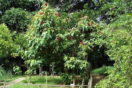 DSC01184 (08)