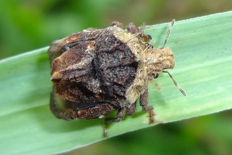 Brachycerocoris camelus — DSC01125 (13)