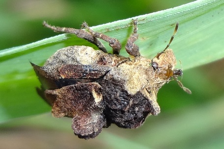 Brachycerocoris camelus — DSC01127 (13)