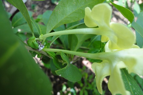 Brunfelsia americana — DSC08303 (12)