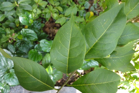 Brunfelsia americana — DSC08304 (12)