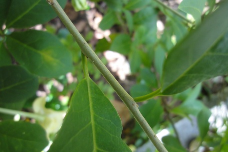 Brunfelsia americana — DSC08305 (12)