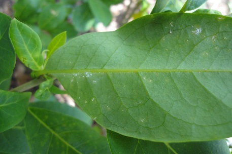 Brunfelsia americana — DSC08310 (12)