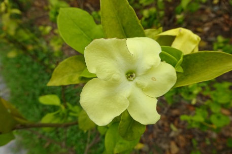 Brunfelsia americana — DSC09639 (14)