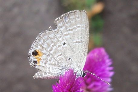 Catochrysops strabo strabo — DSC03287 (12)