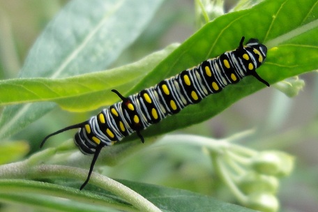 Danaus chrysippus chrysippus — DSC02312 (10)
