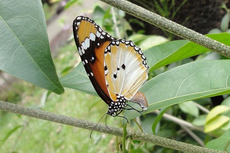 Danaus chrysippus chrysippus — DSC02351 (10)