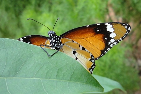 Danaus chrysippus chrysippus — DSC02355 (10)