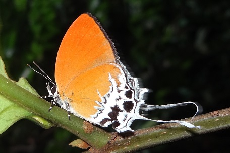Eooxylides tharis distanti — DSC06209 (13)
