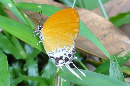 Eooxylides tharis distanti — DSC06370 (11)