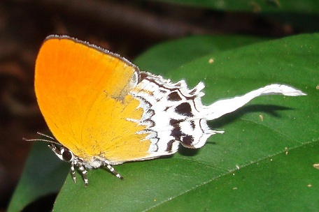 Eooxylides tharis distanti — DSC07377 (10)