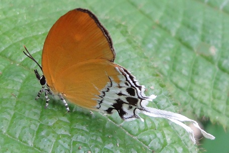 Eooxylides tharis distanti — DSC07509 (11)