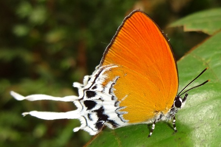 Eooxylides tharis distanti — DSC07533 (13)