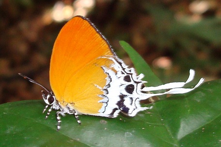 Eooxylides tharis distanti — DSC09562 (08)