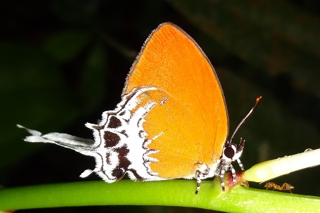 Eooxylides tharis distanti — DSC09865 (13)