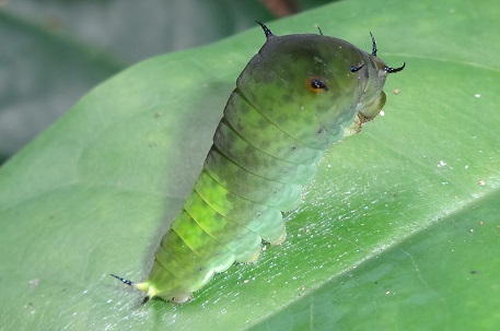 Graphium agamemnon agamemnon — DSC06447 (13)