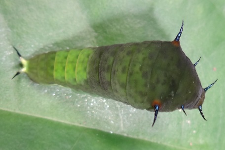 Graphium agamemnon agamemnon — DSC06452 (13)