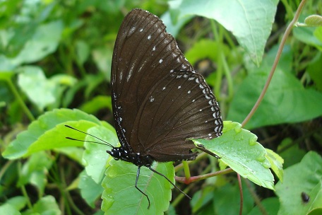 DSC00922 (10)
