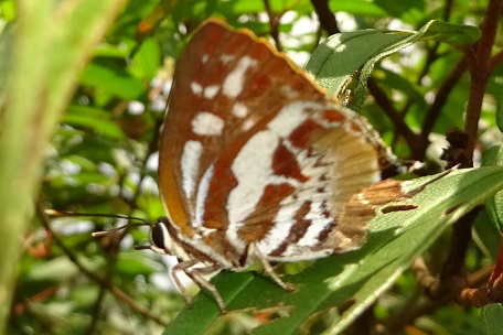 DSC01035 (14)