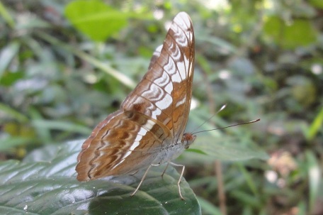 Lebadea martha parkeri — DSC05498 (12)
