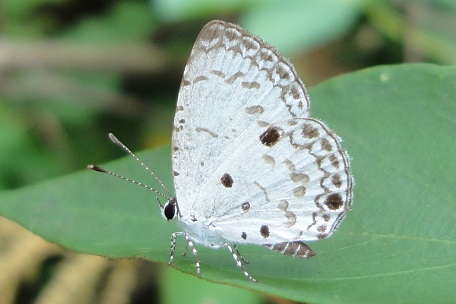 Megisba malaya sikkima — DSC08112 (11)