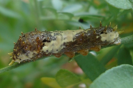 Papilio demoleus malayanus — DSC01977 (10)