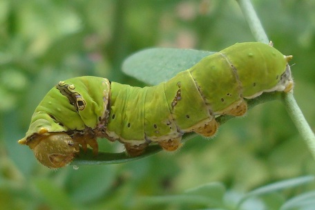 Papilio demoleus malayanus — DSC02005 (10)