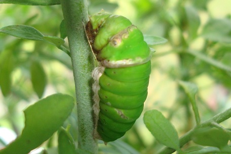 Papilio demoleus malayanus — DSC02500 (10)