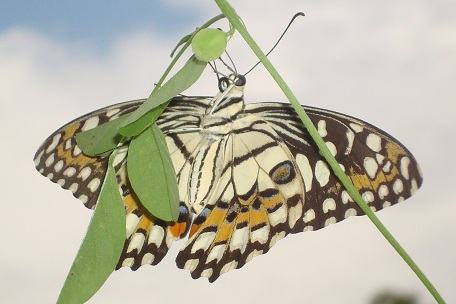 Papilio demoleus malayanus — DSC02735 (10)
