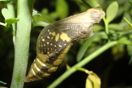 Papilio demoleus malayanus — DSC02755 (10)