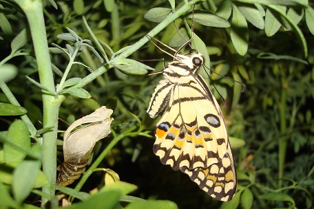 Papilio demoleus malayanus — DSC02759 (10)