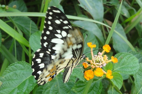 Papilio demoleus malayanus — DSC03164 (12)