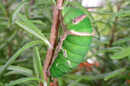 Papilio demoleus malayanus — DSC03718 (16)